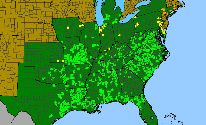 The range of Desmodium glabellum